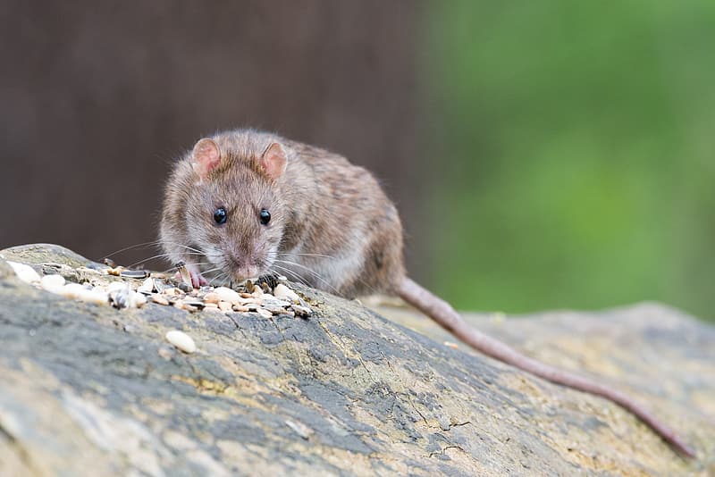 photo-of-gray-rodent-on-wood-log